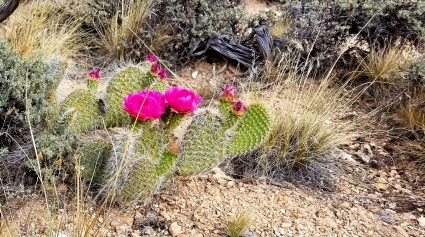 Sowatts prickly pear